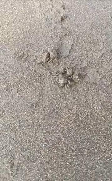 kepiting Pantai Palangpang Sukabumi